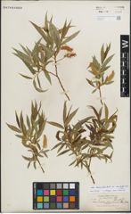 Foto von Salix lasiandra var. caudata (Nutt.) Sudw.